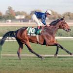 A Horse of the Year in 42 Days: All Along’s Magical Run to the Record Books